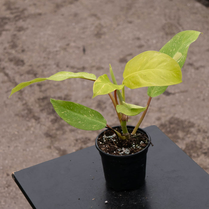 Gabriella Plants Philodendron Hybrid 4" Philodendron 'Golden Goddess' Marble Variegated
