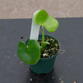 Gabriella Plants Philodendron 3" Philodendron grazielae