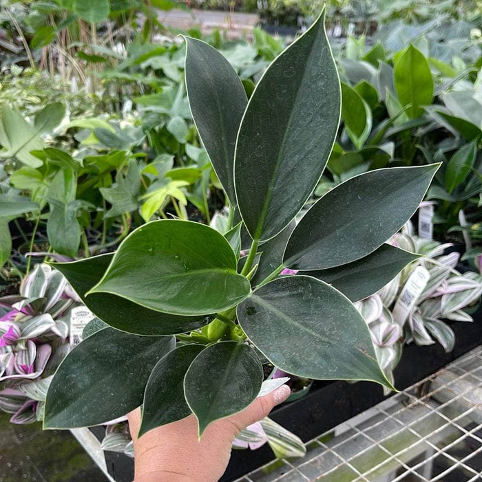 Gabriella Plants Philodendron 4" Philodendron 'Green Princess'