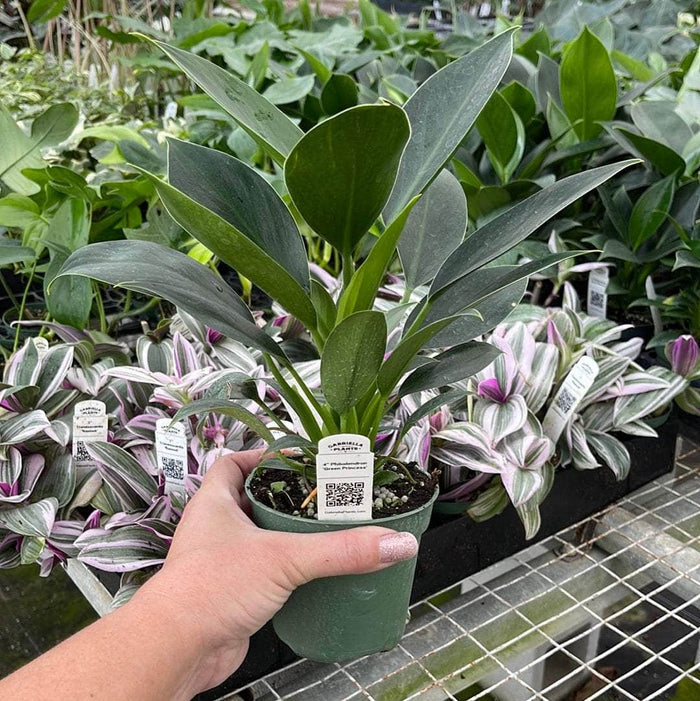 Gabriella Plants Philodendron 4" Philodendron 'Green Princess'