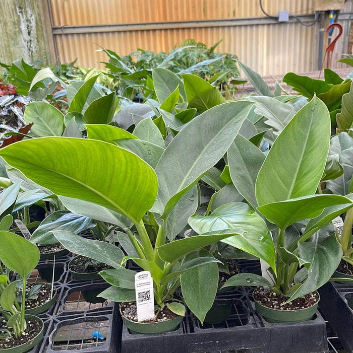 Gabriella Plants Philodendron 4" Philodendron 'Green Princess'