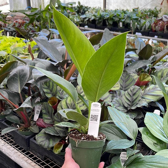Gabriella Plants Philodendron 4" Philodendron 'Green Princess'