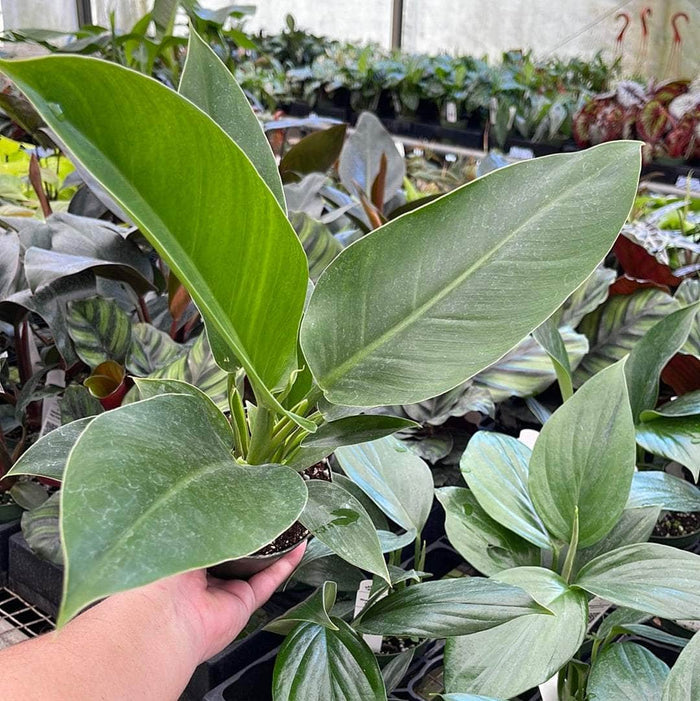 Gabriella Plants Philodendron 4" Philodendron 'Green Princess'