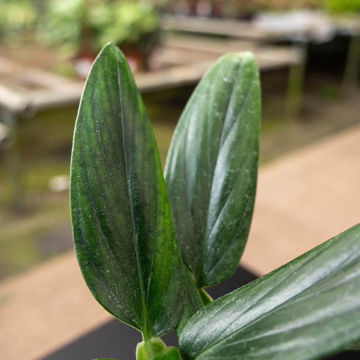 Gabriella Plants Philodendron 3" Philodendron guttiferum