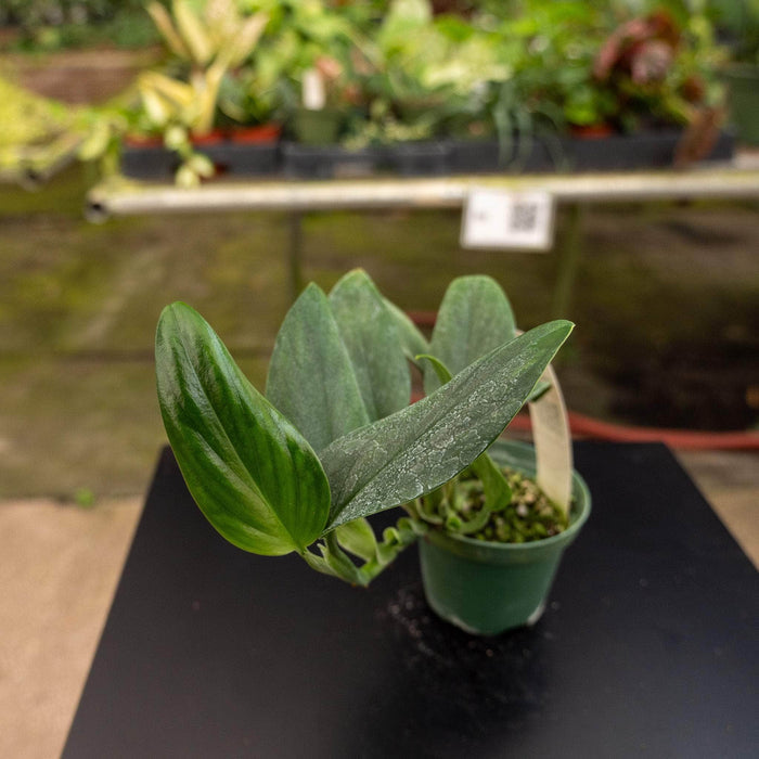 Gabriella Plants Philodendron 3" Philodendron guttiferum