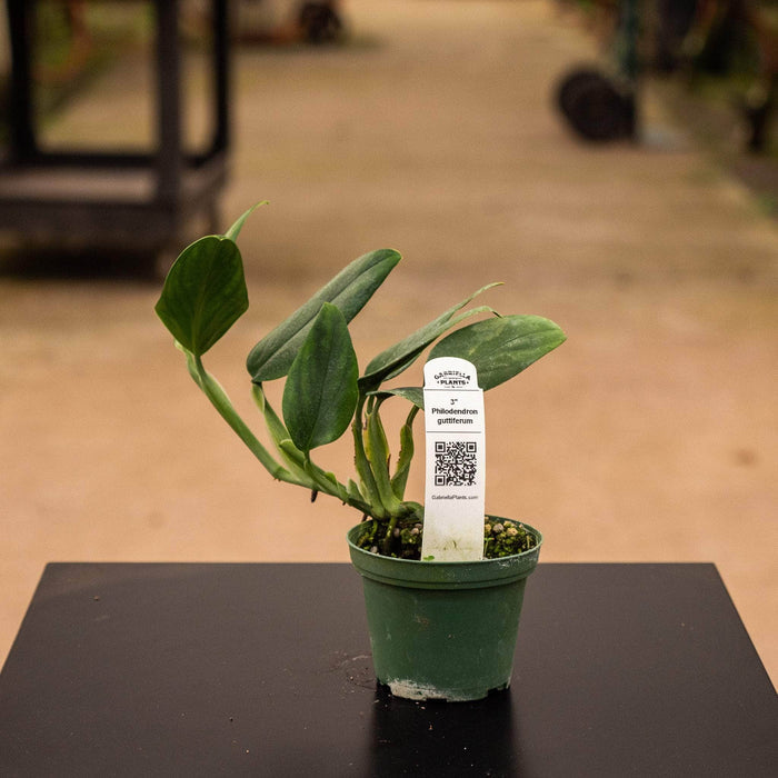 Gabriella Plants Philodendron 3" Philodendron guttiferum
