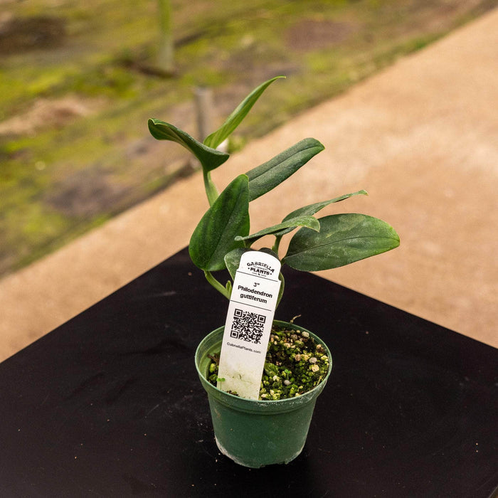 Gabriella Plants Philodendron 3" Philodendron guttiferum
