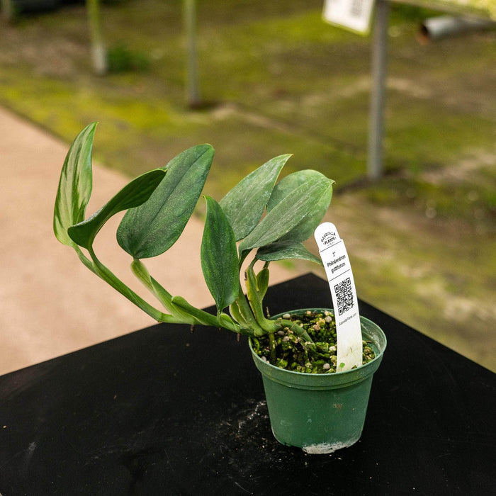 Gabriella Plants Philodendron 3" Philodendron guttiferum