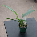 Gabriella Plants Philodendron 3" Philodendron hastatum 'Narrow'