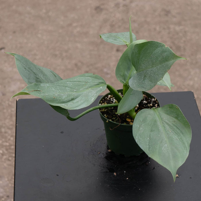 Gabriella Plants Philodendron 4" Philodendron hastatum "Silver Sword"