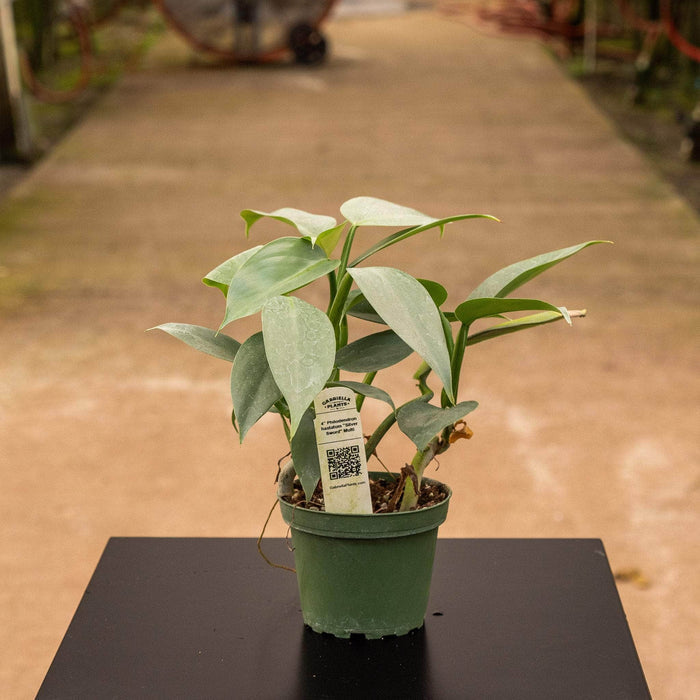 Gabriella Plants Philodendron Philodendron hastatum "Silver Sword"