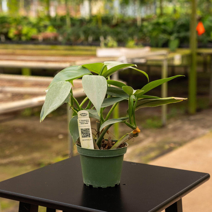 Gabriella Plants Philodendron Philodendron hastatum "Silver Sword"