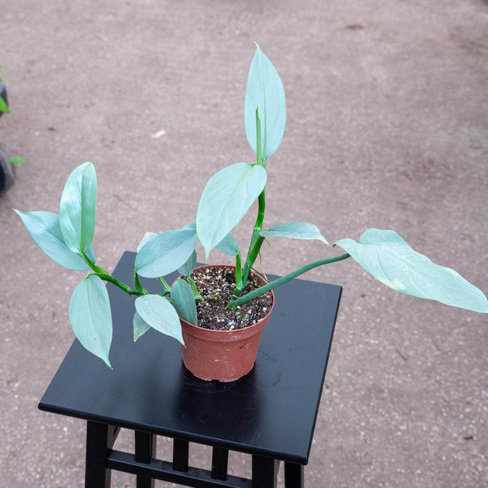 Gabriella Plants Philodendron 5" Philodendron hastatum "Silver Sword"