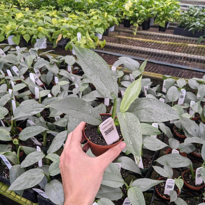 Gabriella Plants Philodendron 3" Philodendron hastatum "Silver Sword"