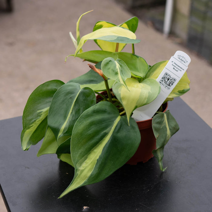 Gabriella Plants Philodendron Philodendron hederaceum 'Brasil'