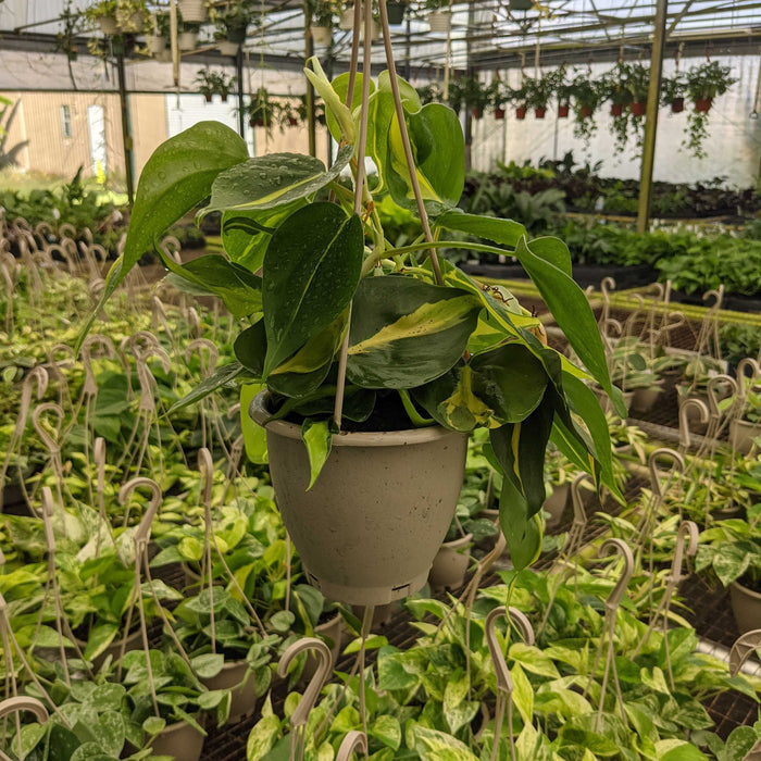 Gabriella Plants Philodendron 4.5" Hanging Basket Philodendron hederaceum 'Brasil'