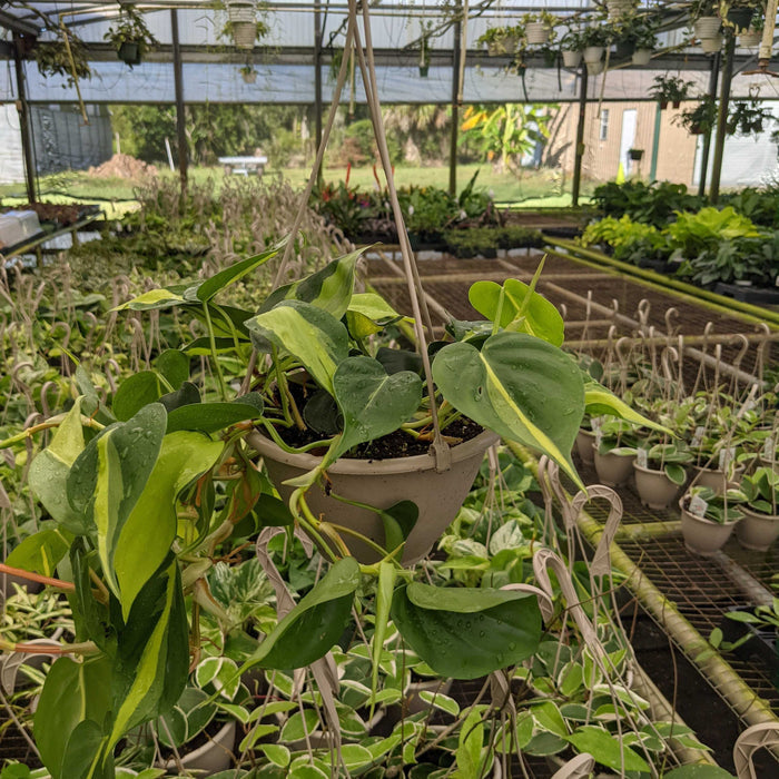 Gabriella Plants Philodendron 6" Hanging Basket Philodendron hederaceum 'Brasil'
