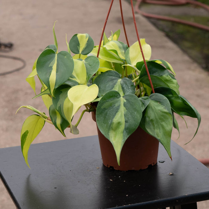 5" Hanging Basket