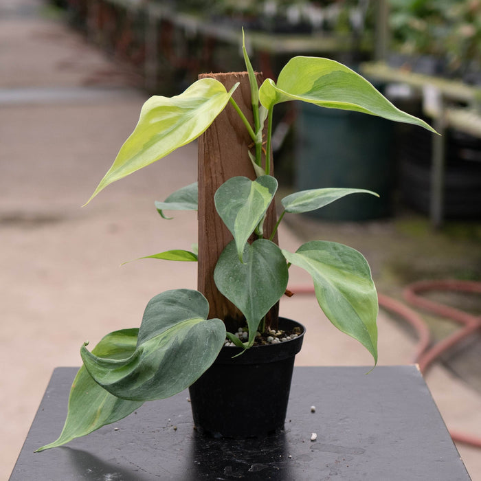 Gabriella Plants Philodendron Philodendron hederaceum 'Carnival'
