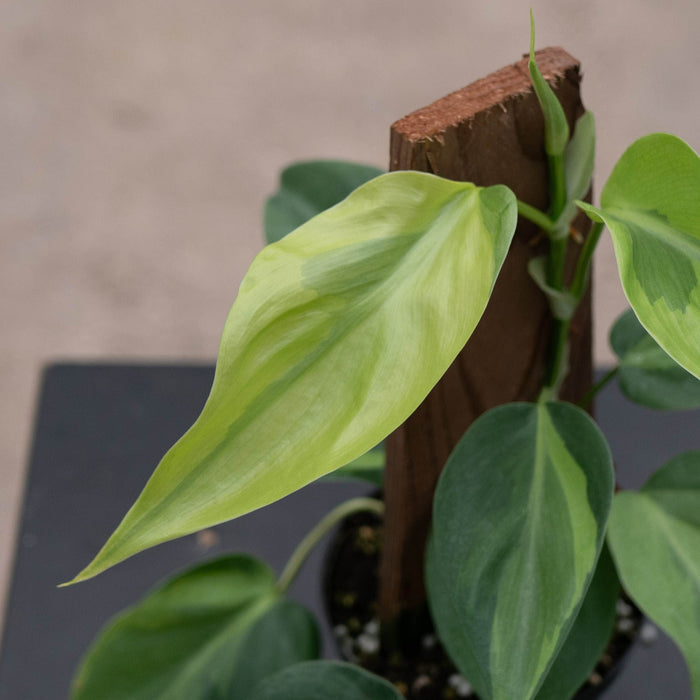 Gabriella Plants Philodendron Philodendron hederaceum 'Carnival'