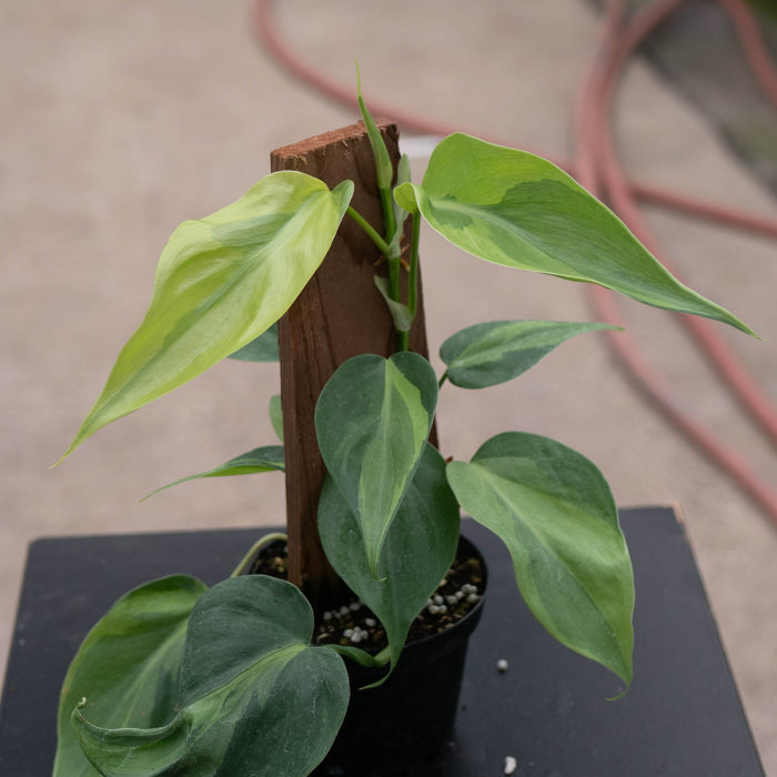 Gabriella Plants Philodendron Philodendron hederaceum 'Carnival'