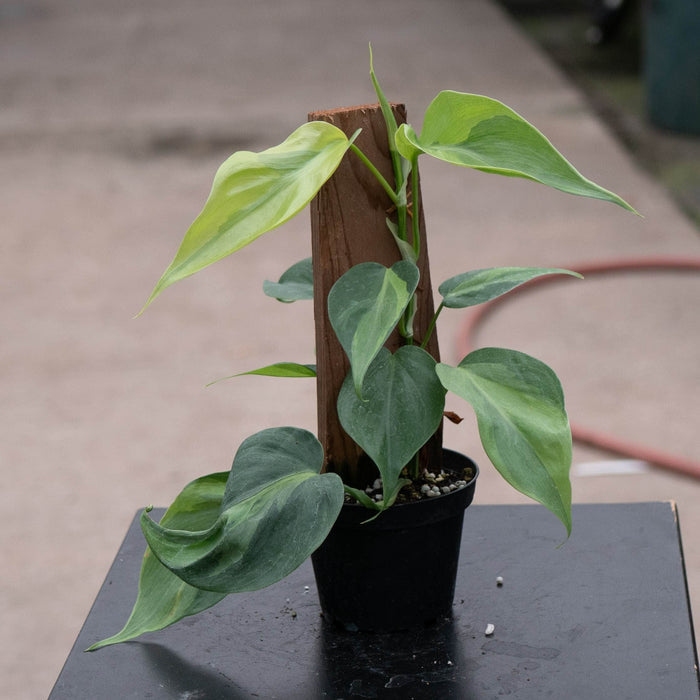 Gabriella Plants Philodendron 4" Philodendron hederaceum 'Carnival'