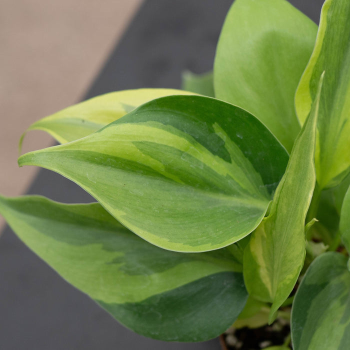 Gabriella Plants Philodendron 3" Philodendron hederaceum 'Carnival'