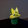 Gabriella Plants Philodendron 3" Philodendron hederaceum 'Gabby' - single stem - PRE ORDER