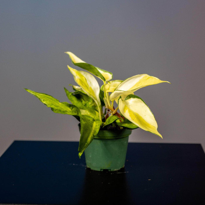Gabriella Plants Philodendron 3" Philodendron hederaceum 'Gabby' - single stem - PRE ORDER