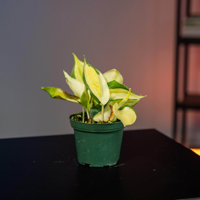 Gabriella Plants Philodendron 3" Philodendron hederaceum 'Gabby' - single stem - PRE ORDER