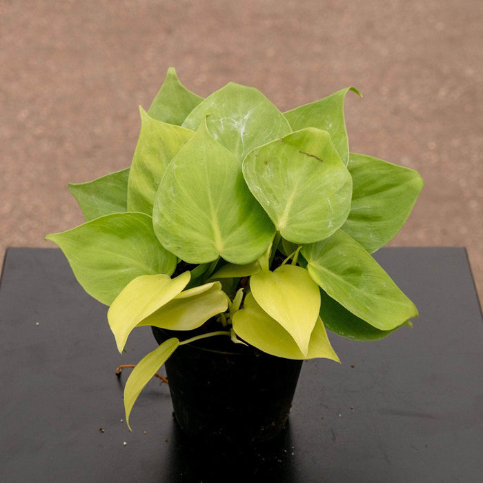 Gabriella Plants Philodendron 4" Philodendron hederaceum 'Lemon Lime'