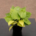 Gabriella Plants Philodendron 4" Philodendron hederaceum 'Lemon Lime'