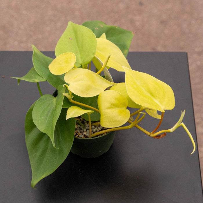 Gabriella Plants Philodendron Philodendron hederaceum 'Lemon Lime'
