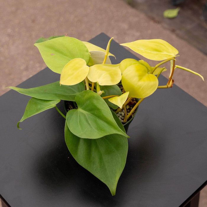 Gabriella Plants Philodendron Philodendron hederaceum 'Lemon Lime'