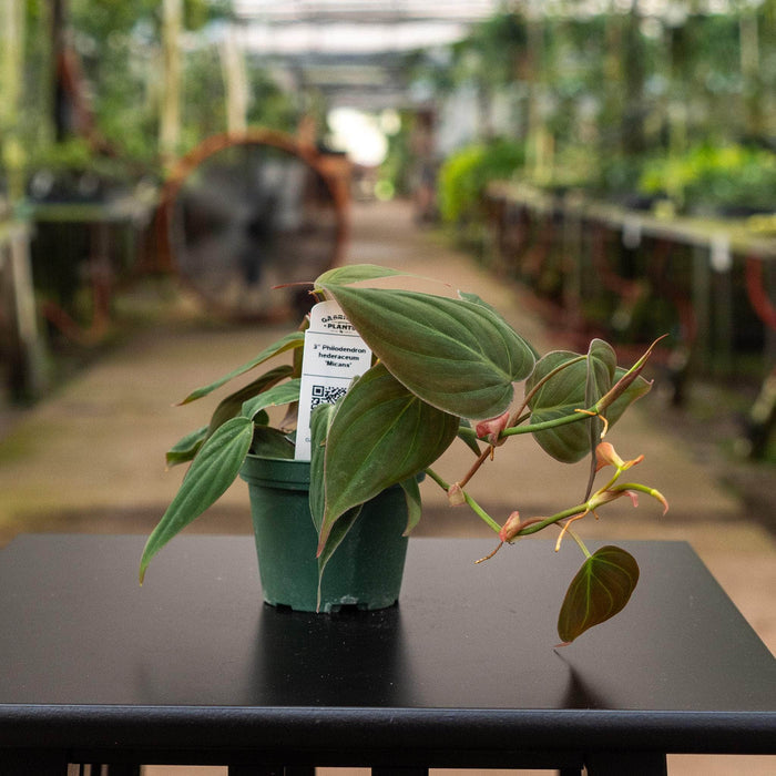Gabriella Plants Philodendron 3" Philodendron hederaceum 'Micans'