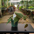 Gabriella Plants Philodendron 3" Philodendron hederaceum 'Micans'
