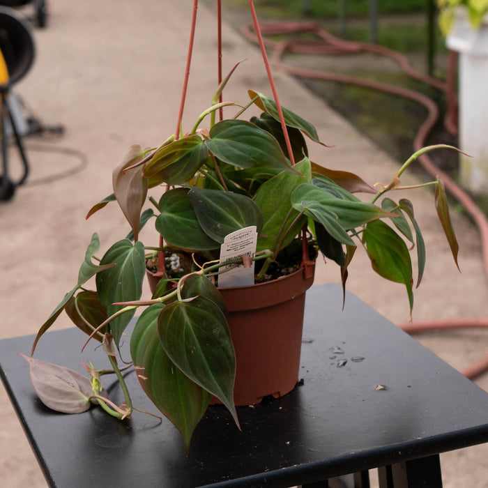 5" Hanging Basket