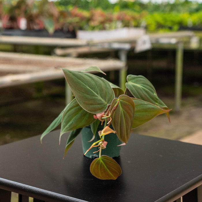 Gabriella Plants Philodendron Philodendron hederaceum 'Micans'