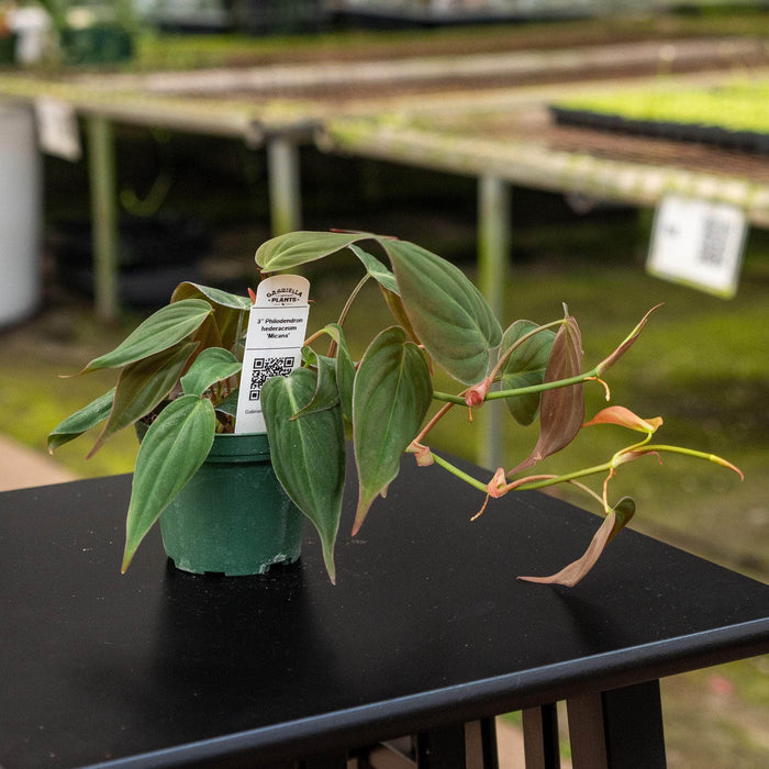 Gabriella Plants Philodendron Philodendron hederaceum 'Micans'