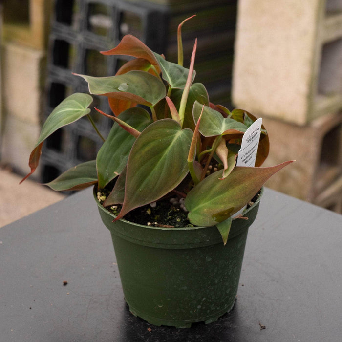 Gabriella Plants Philodendron Philodendron hederaceum 'Micans'