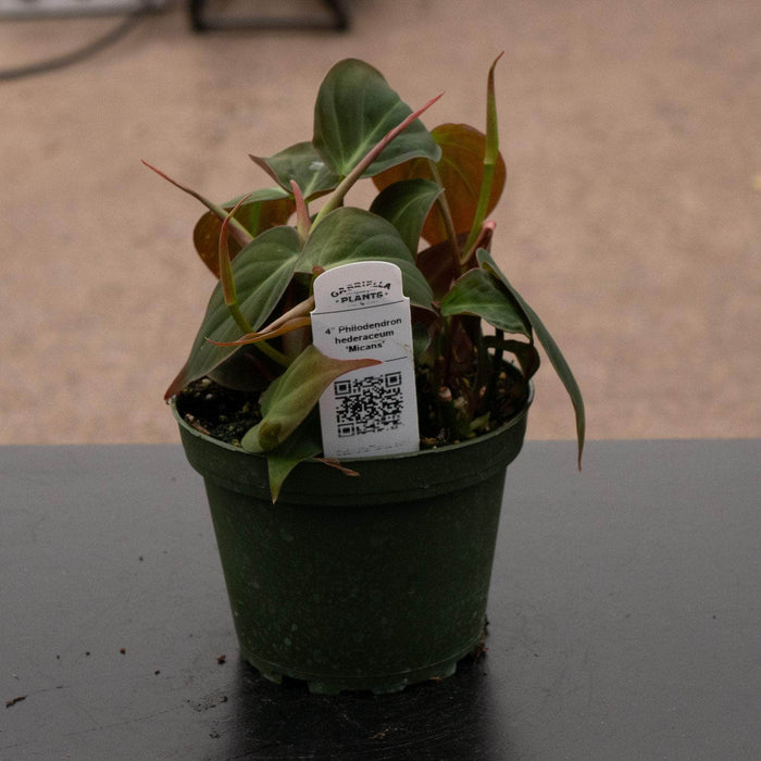 Gabriella Plants Philodendron Philodendron hederaceum 'Micans'