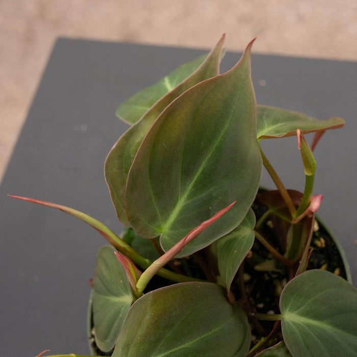 Gabriella Plants Philodendron Philodendron hederaceum 'Micans'
