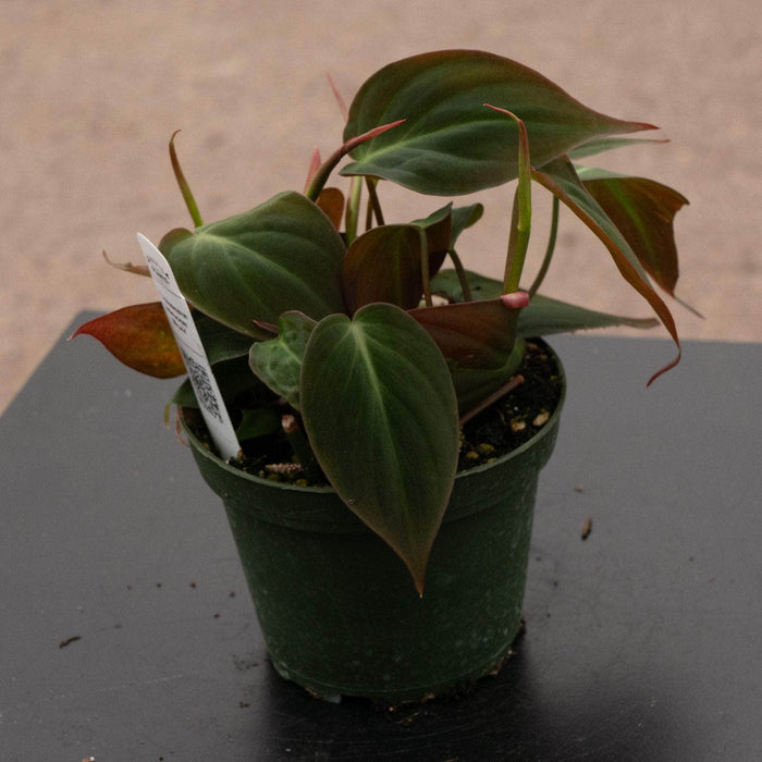 Gabriella Plants Philodendron Philodendron hederaceum 'Micans'