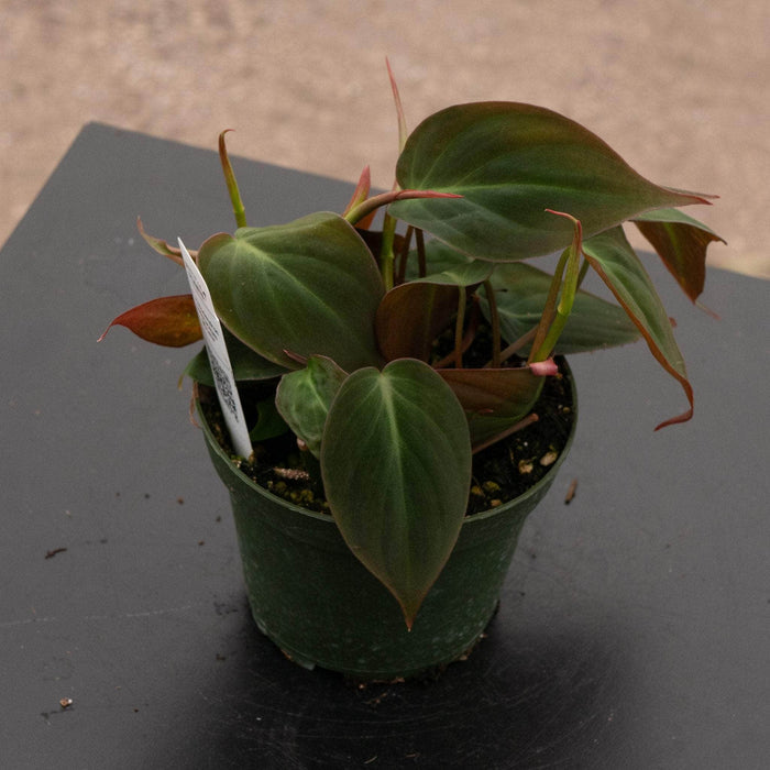 Gabriella Plants Philodendron 4" Philodendron hederaceum 'Micans'