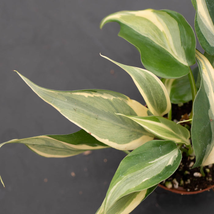 Gabriella Plants Philodendron Philodendron hederaceum 'Rio' - 3"