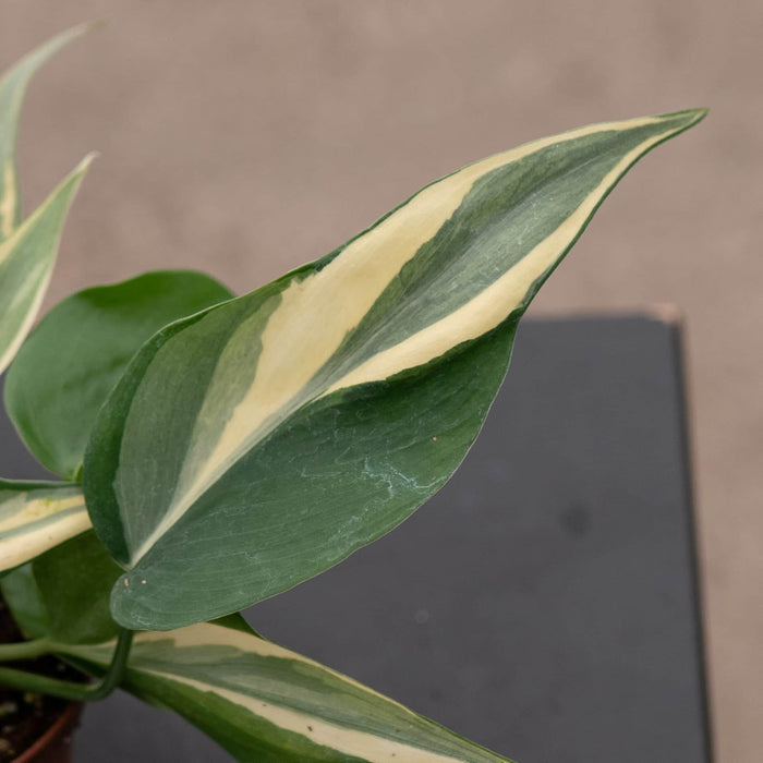 Gabriella Plants Philodendron Philodendron hederaceum 'Rio' - 3"