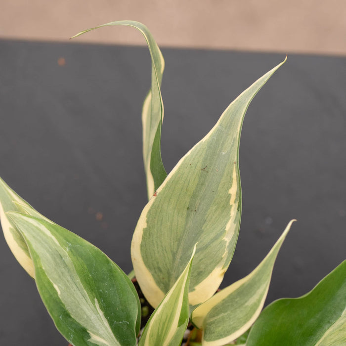 Gabriella Plants Philodendron Philodendron hederaceum 'Rio' - 3"