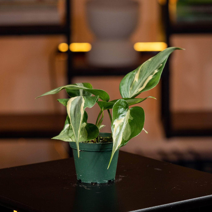 Gabriella Plants Philodendron 3" Philodendron hederaceum 'Rio'