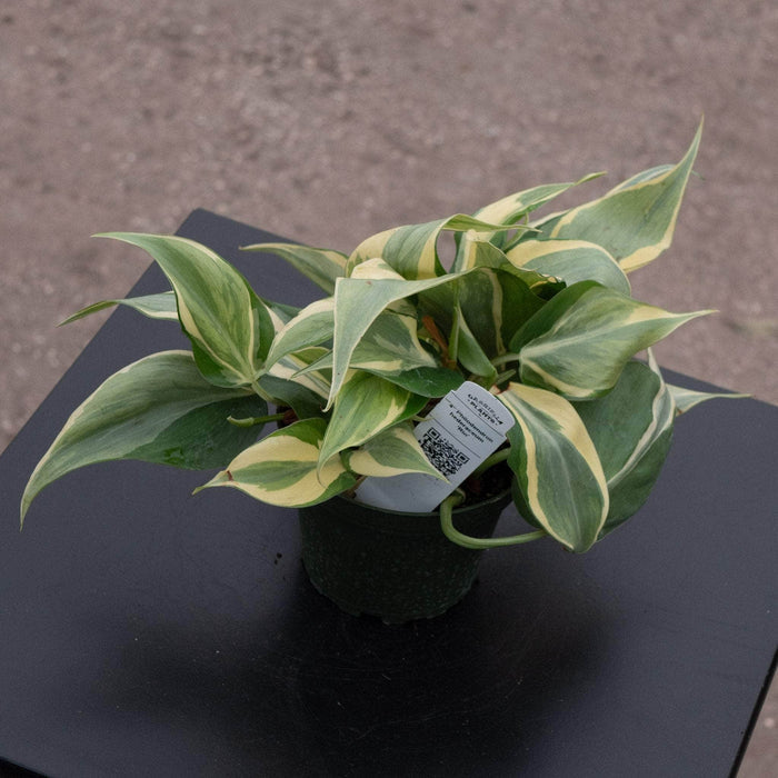 Gabriella Plants Philodendron Philodendron hederaceum 'Rio' - 4"