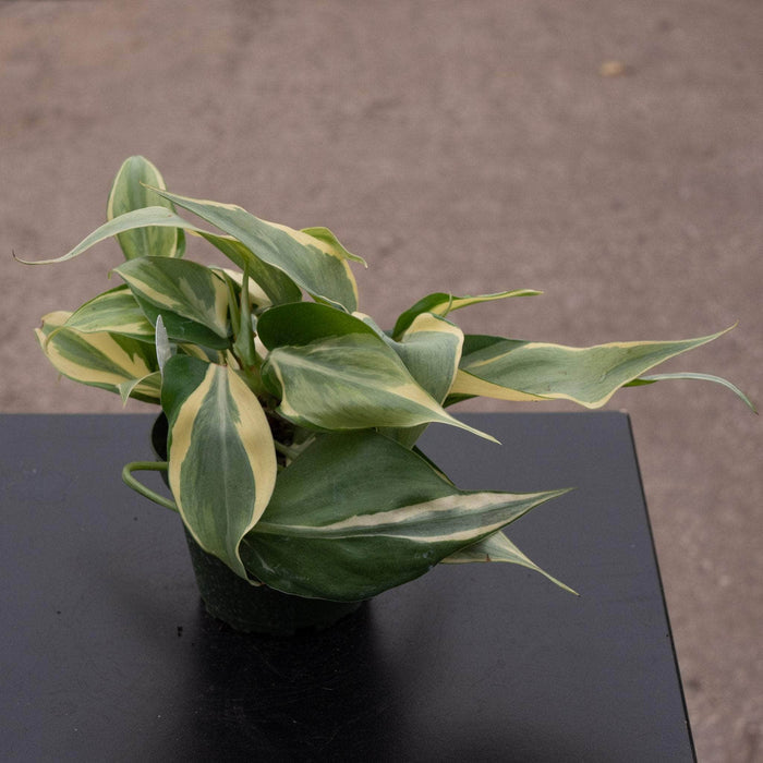 Gabriella Plants Philodendron Philodendron hederaceum 'Rio' - 4"